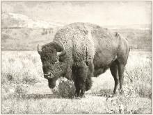 Renwil OL1485 - North Range 36" Wide Canvas Art, Grey